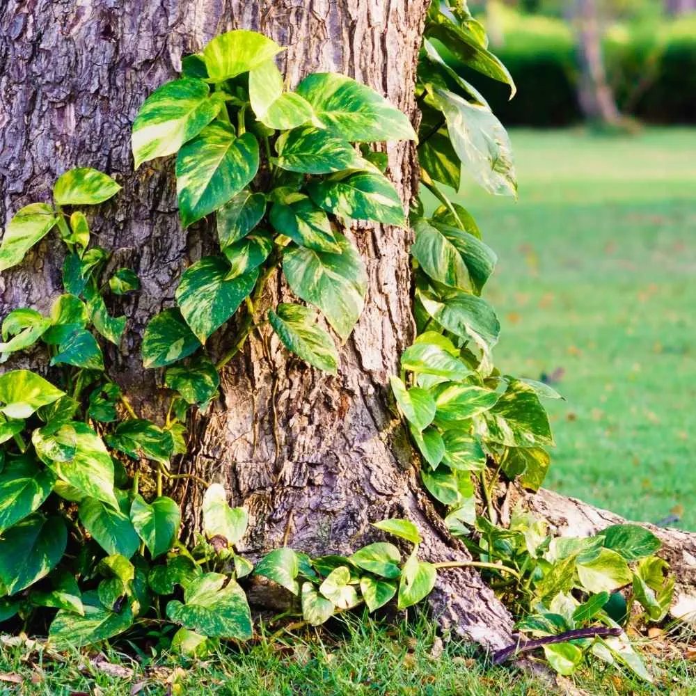 Golden Pothos growing on a tree