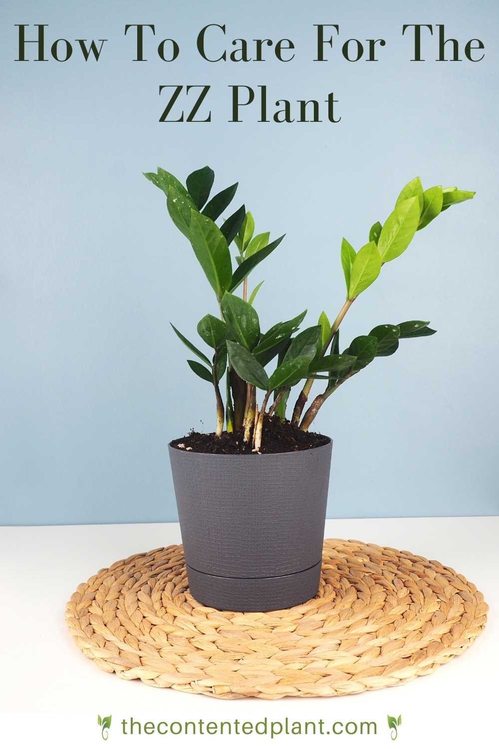 How to care for a ZZ plant The Contented Plant