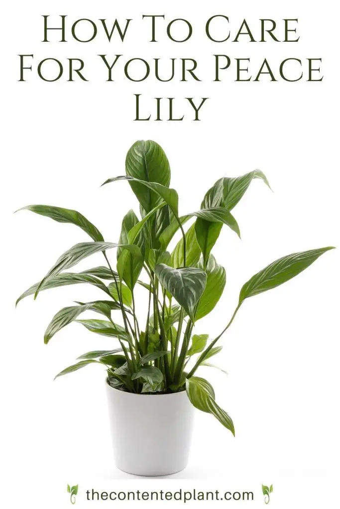 How to Care for a Peace Lily - The Contented Plant