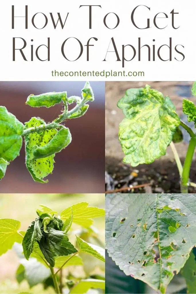 How To Get Rid of Aphids