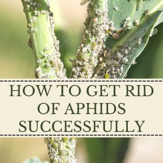 How To Get Rid of Aphids