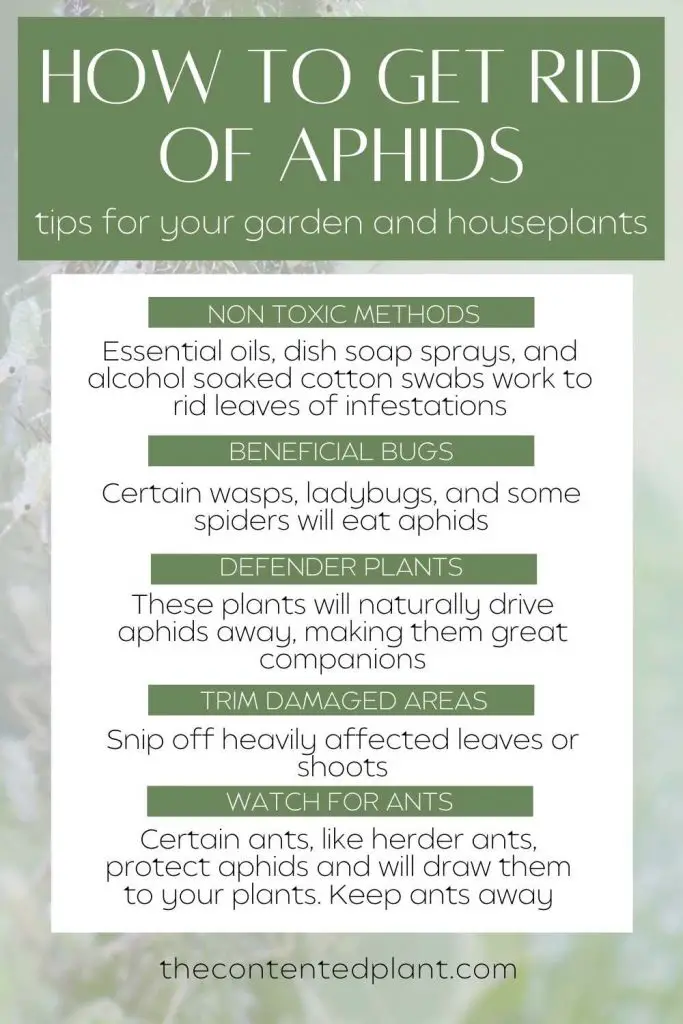 How to get rid of aphids-info graph pin image