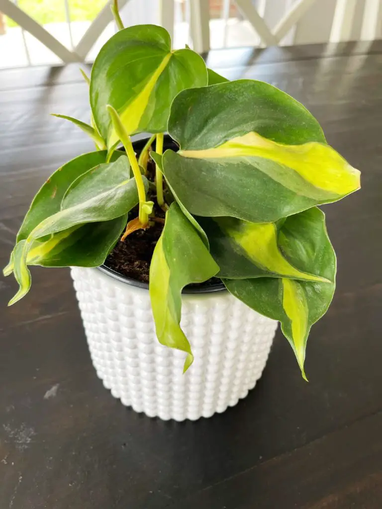 Philodendron plant