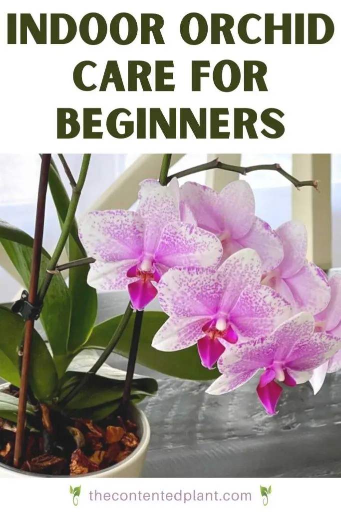Indoor orchid care for beginners-pin image