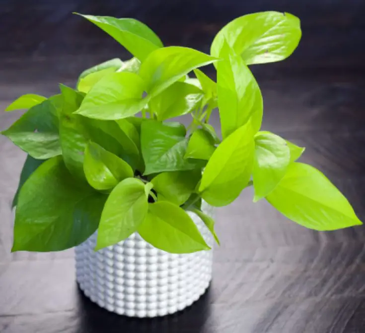 Neon Pothos Plant Epipremnum Aureum The Contented Plant