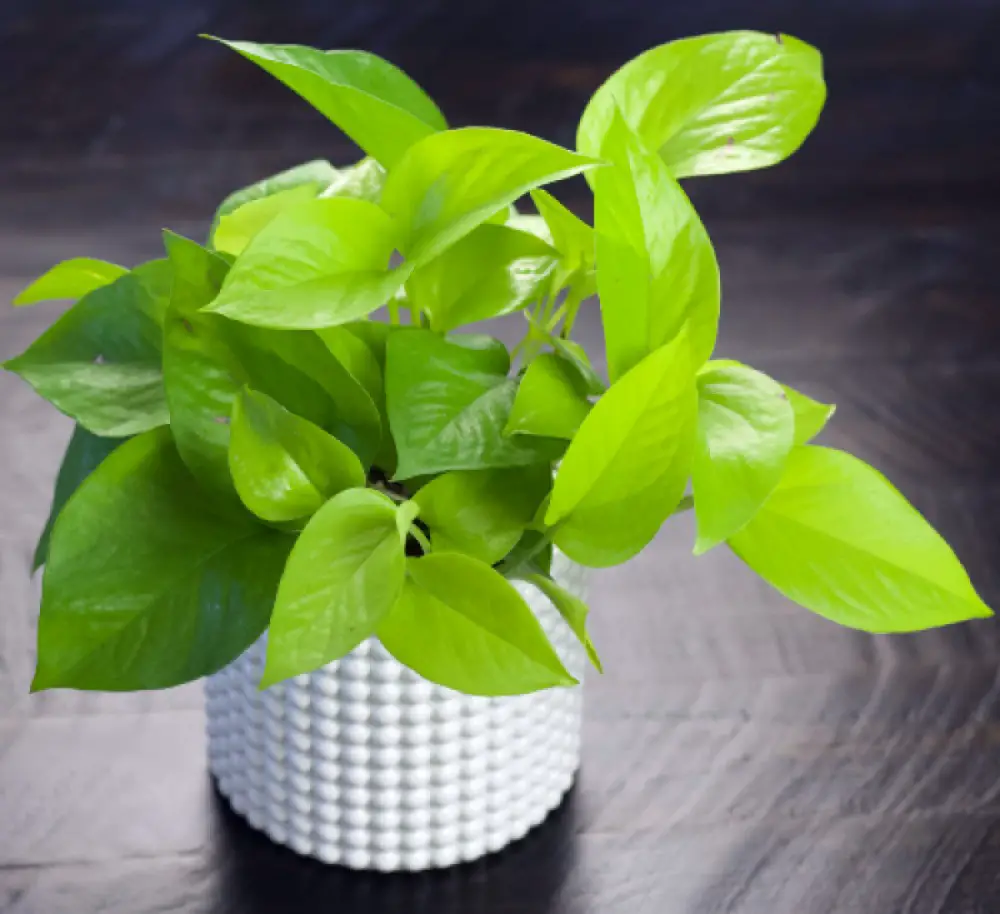 Neon Pothos