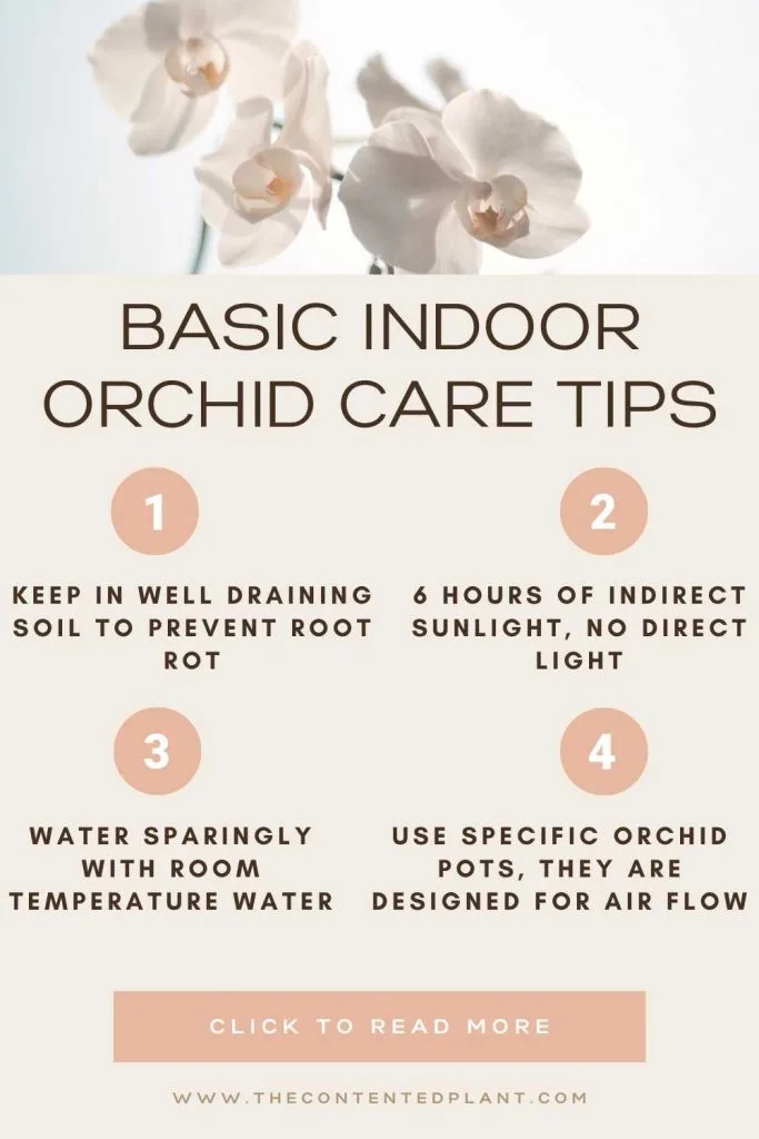 Basic indoor orchid care tips-info graph pin image