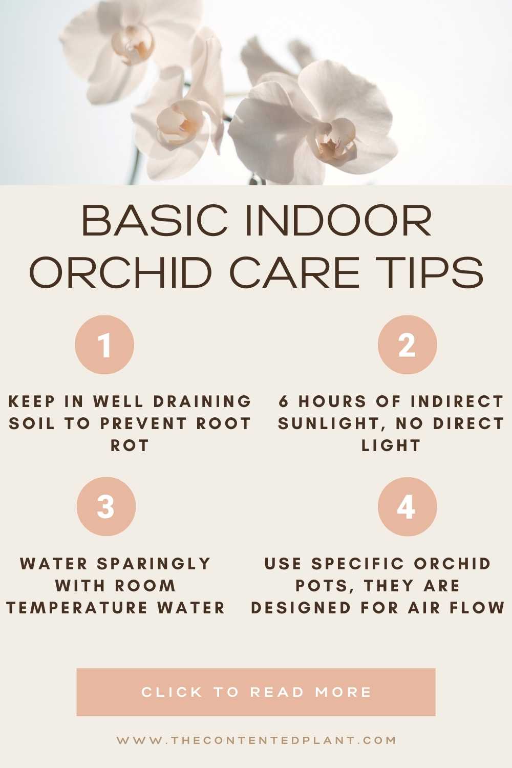Indoor Orchid Care for Beginners The Contented Plant