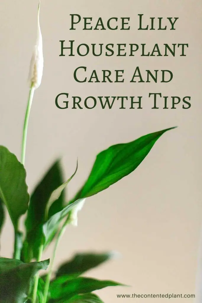 Peace lily houseplant care and growth tips-pin image