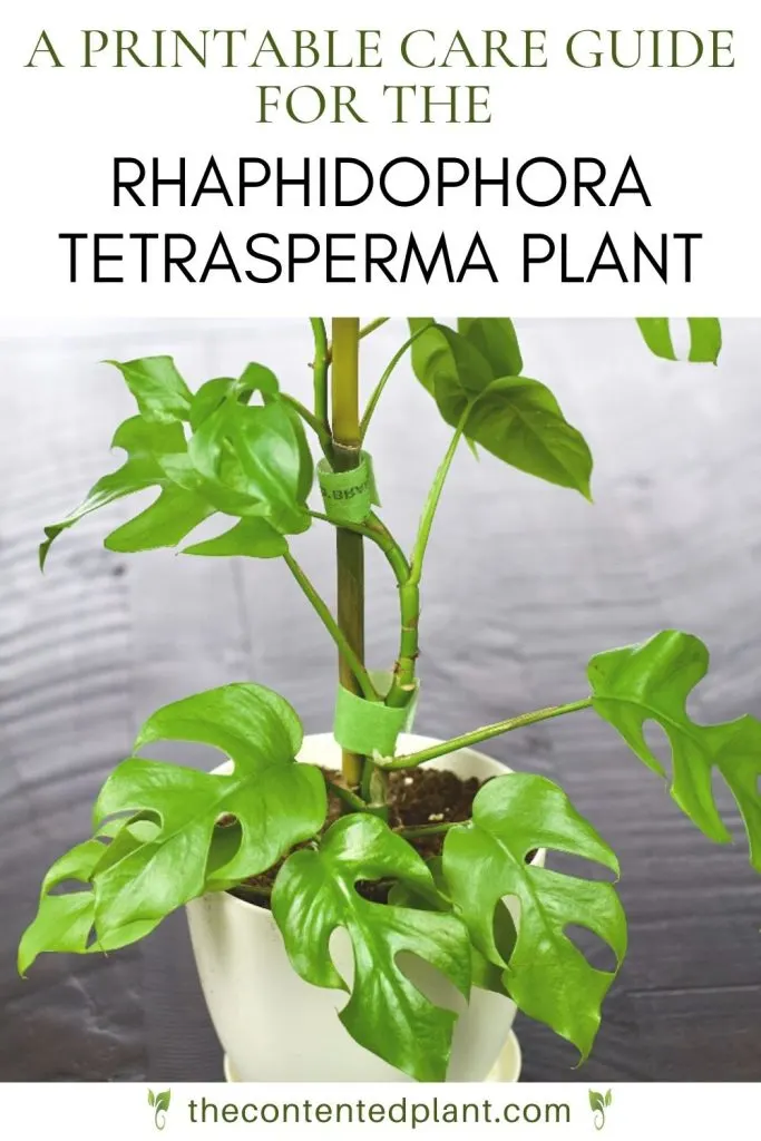 A printable care guide for the Rhaphidophora tetrasperma plant-pin image