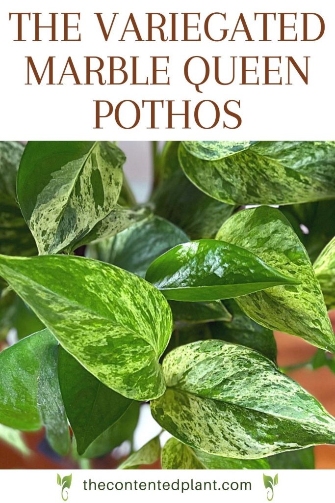 The variegated marble queen pothos-pin image