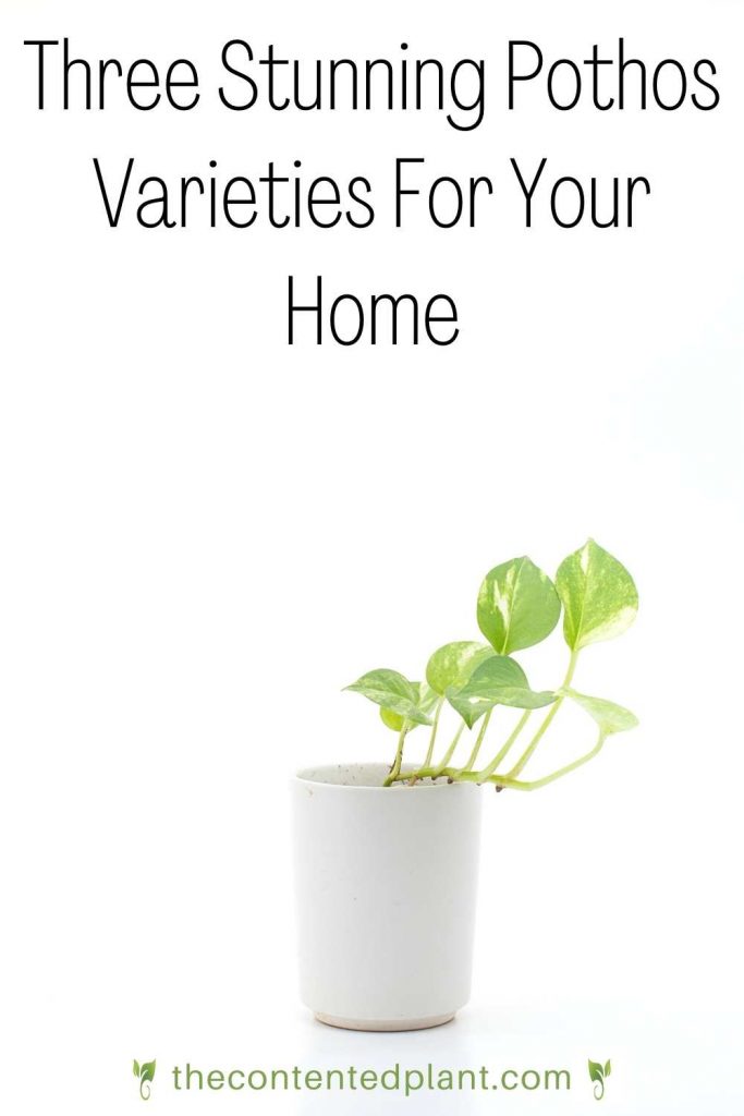 three stunning pothos varieties for your home