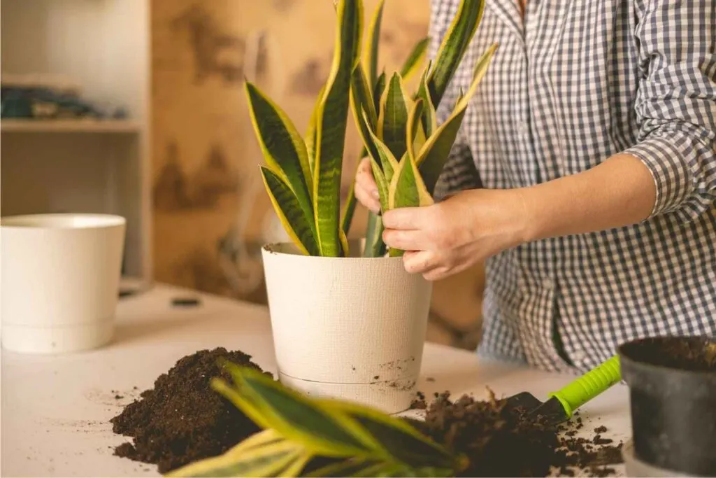 snake plant dividing and repotting