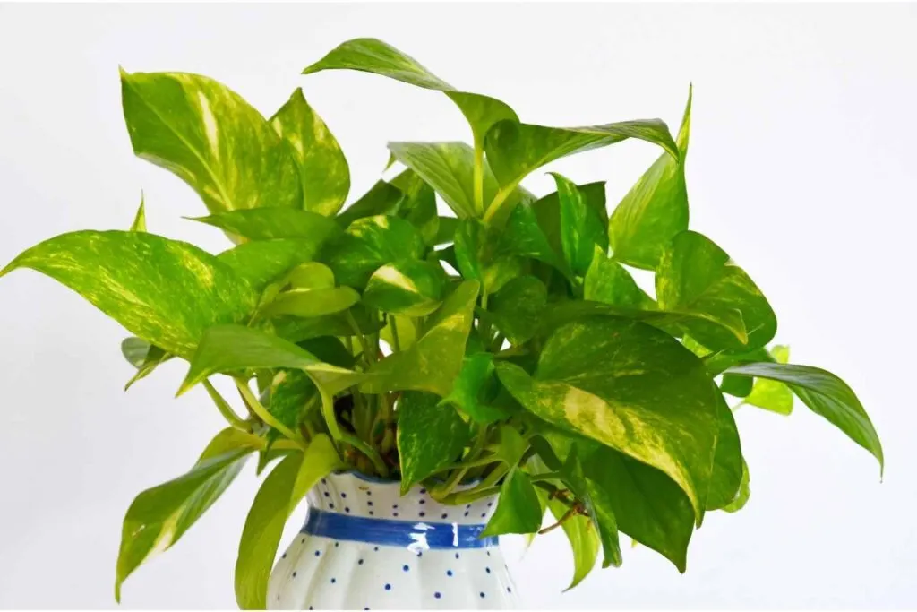 Golden Pothos in a pot