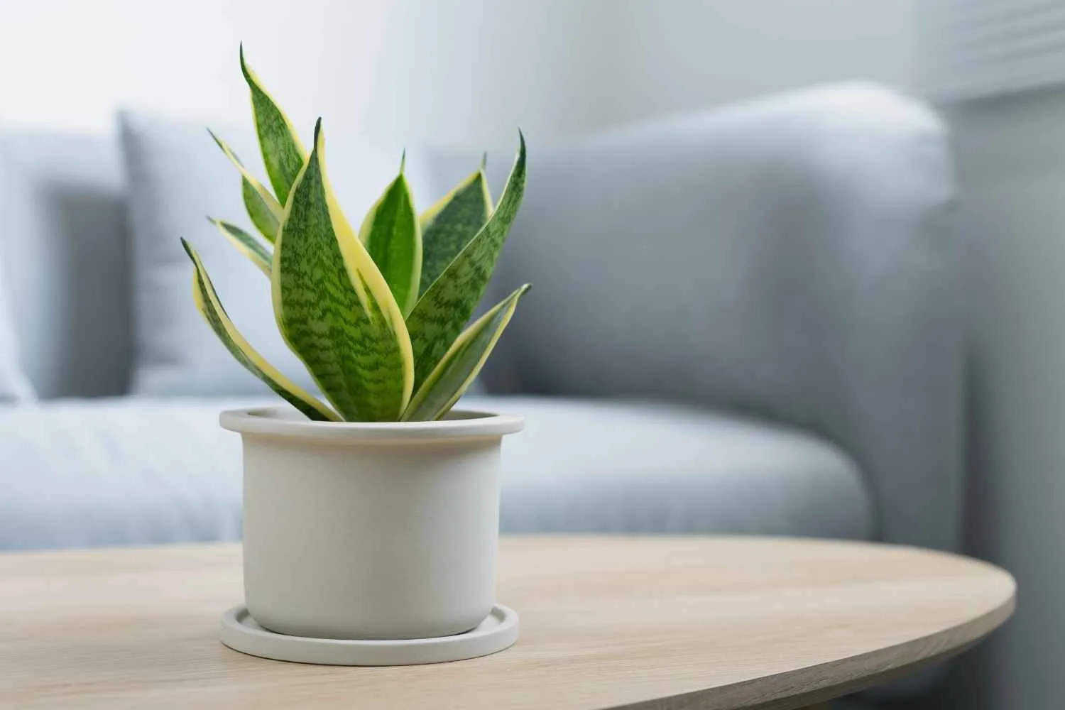 twisted sister snake plant