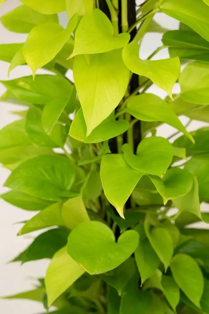 Staked Neon pothos 