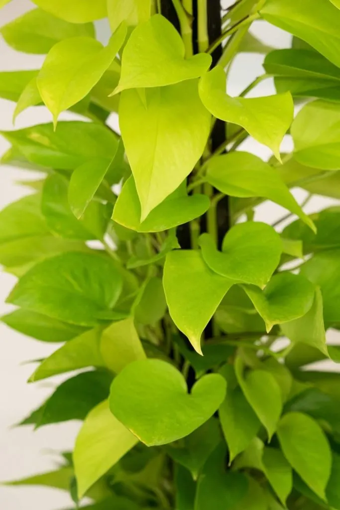 Neon Pothos vine-staked