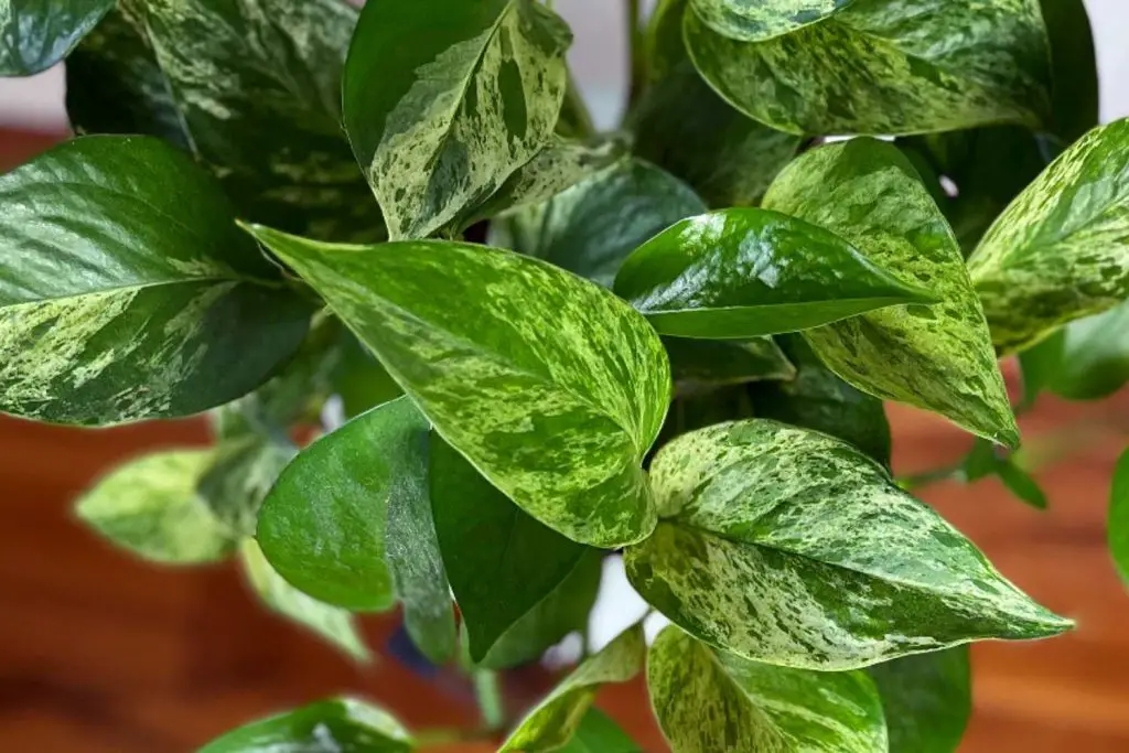 marble queen pothos