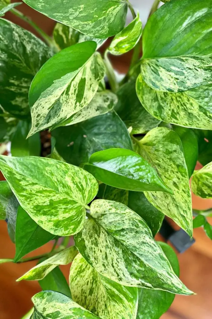 marble queen pothos-close up leaf detail