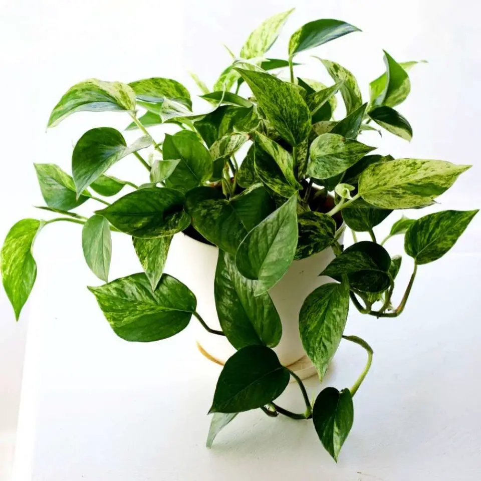 Marble Queen Pothos-Epipremnum aureum - The Contented Plant