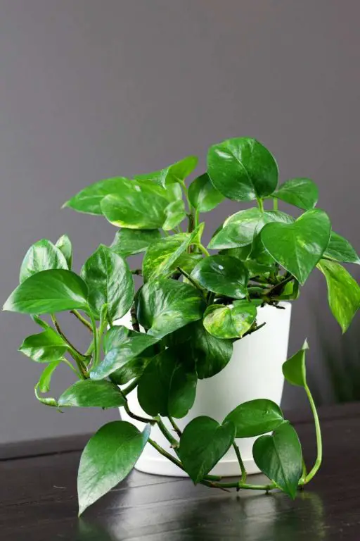 Best Air Filtering Plants For Your Home - The Contented Plant