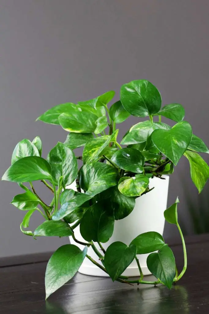 Golden Pothos