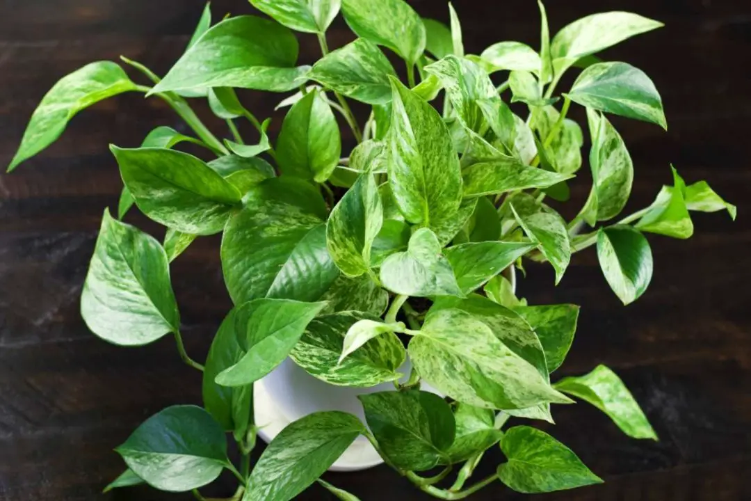 Best Air Filtering Plants For Your Home The Contented Plant