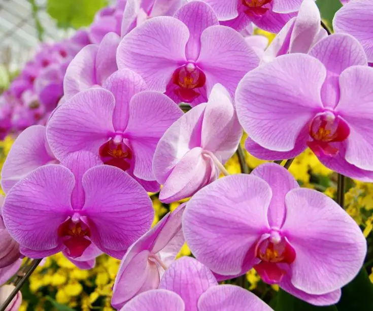 pink moth orchid-Phalaenopsis