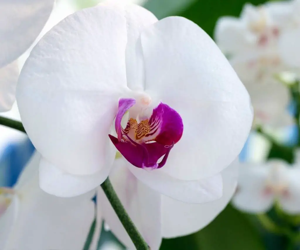 Phalaenopsis