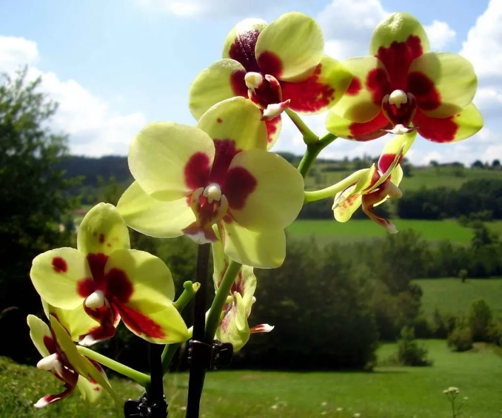 yellow and red moth orchid