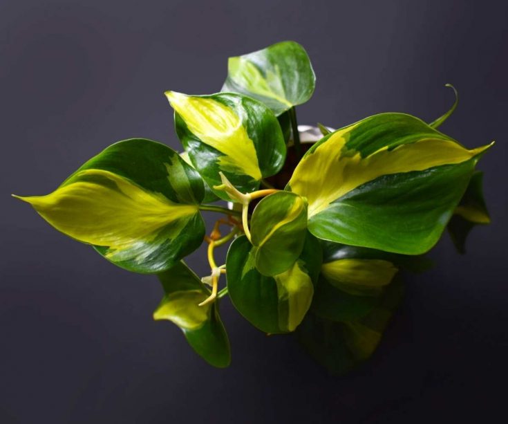 philodendron brasil