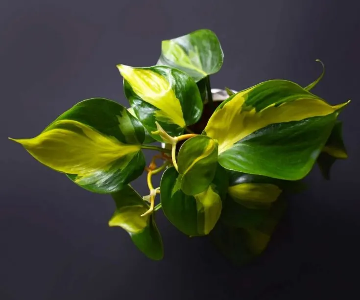 philodendron brasil