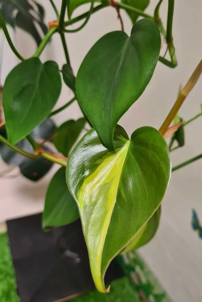 philodendron brasil