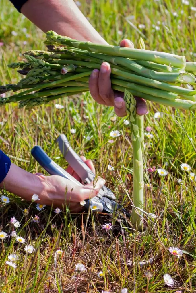 Harvesting asparagus