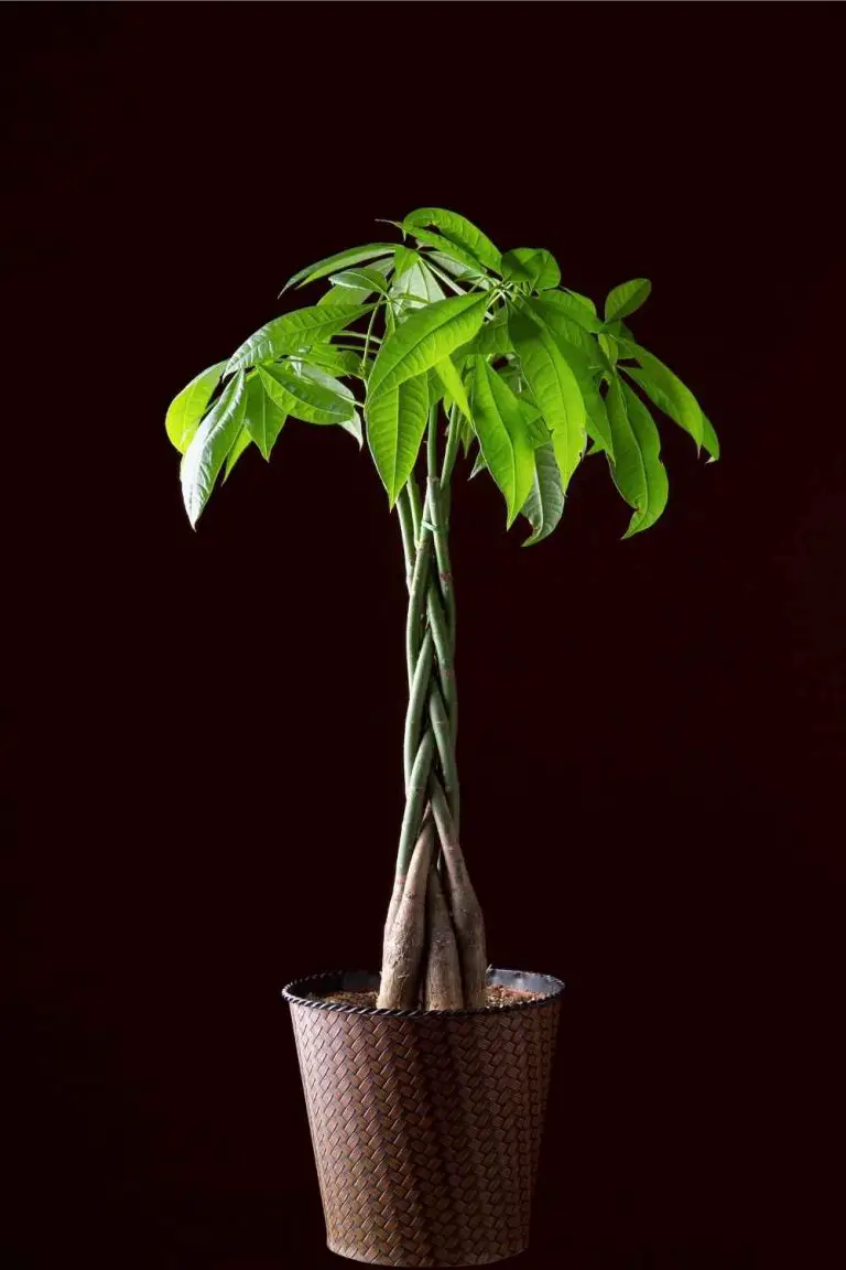 Money Tree Plant Care Guide The Contented Plant
