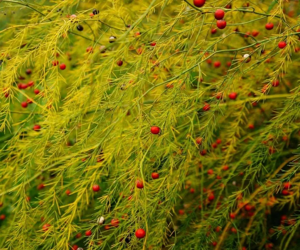 asparagus fern with berries