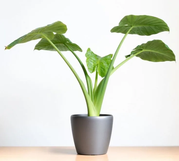 Elephant Ear Plant