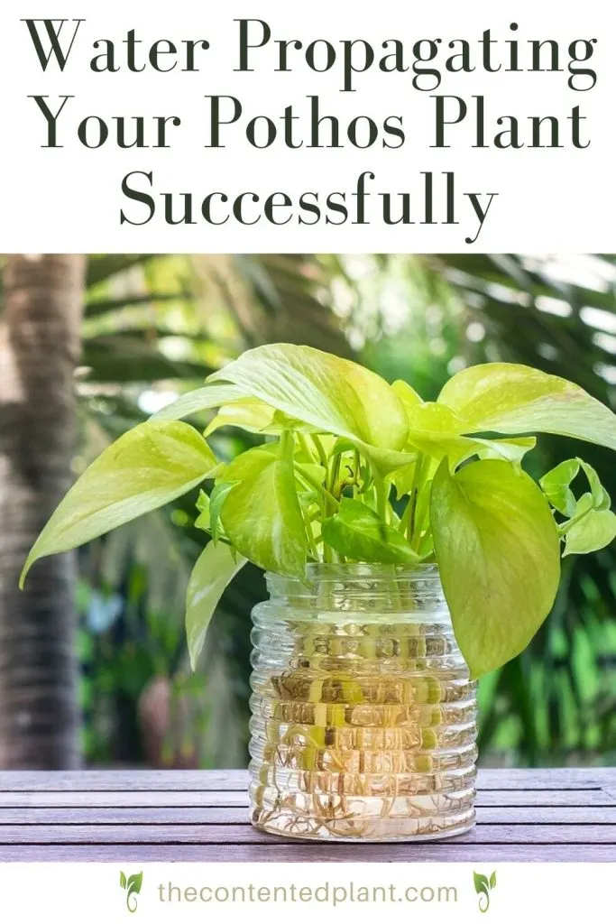 Water propagating your pothos plant successfully-pin image