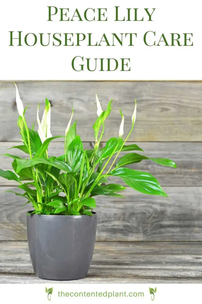 Peace lily houseplant care guide-pin image
