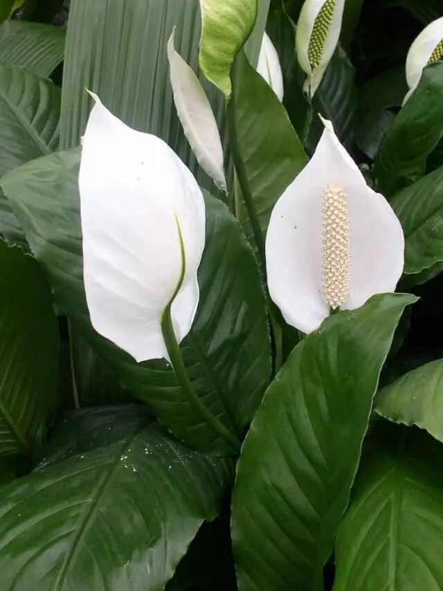 All About the Peace Lily Plant - The Contented Plant