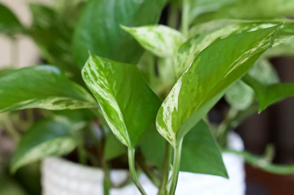 devils ivy-marble queen variety