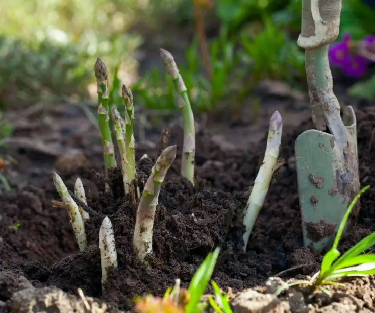 growing asparagus