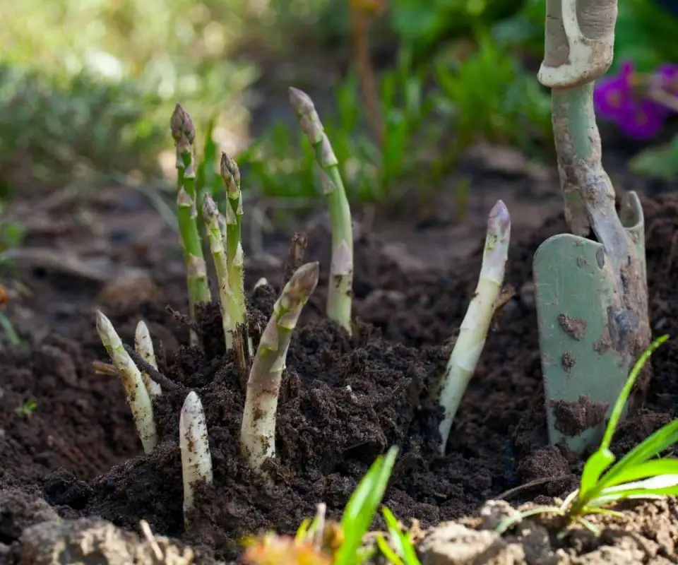 How to Grow Asparagus Successfully The Contented Plant