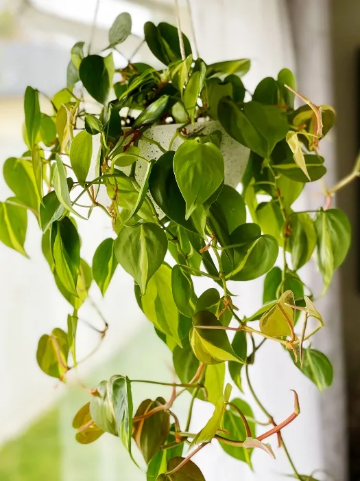 philodendron brasil hanging basket