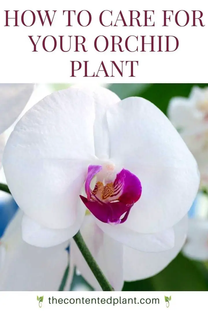 Indoor Orchid Care For Beginners - The Contented Plant