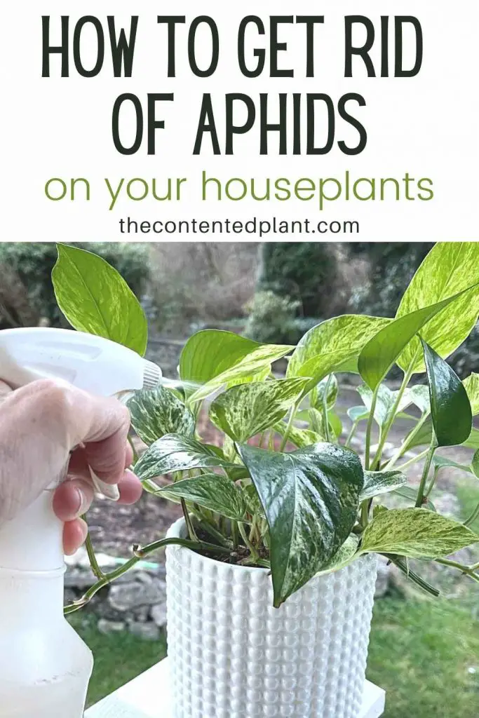 How To Get Rid of Aphids