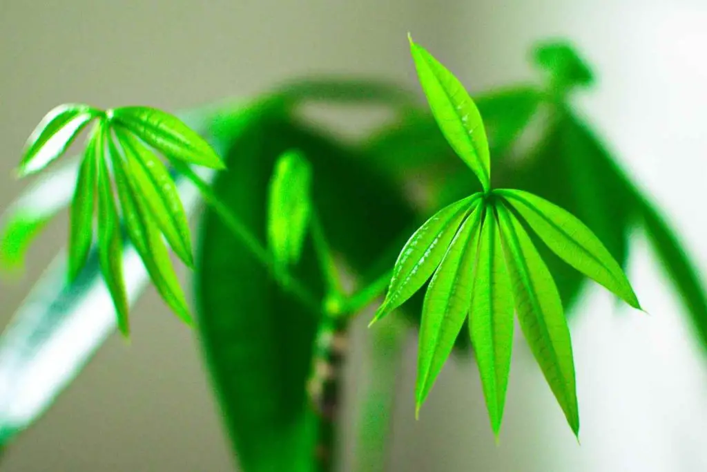 money tree care guide- healthy leaf growth