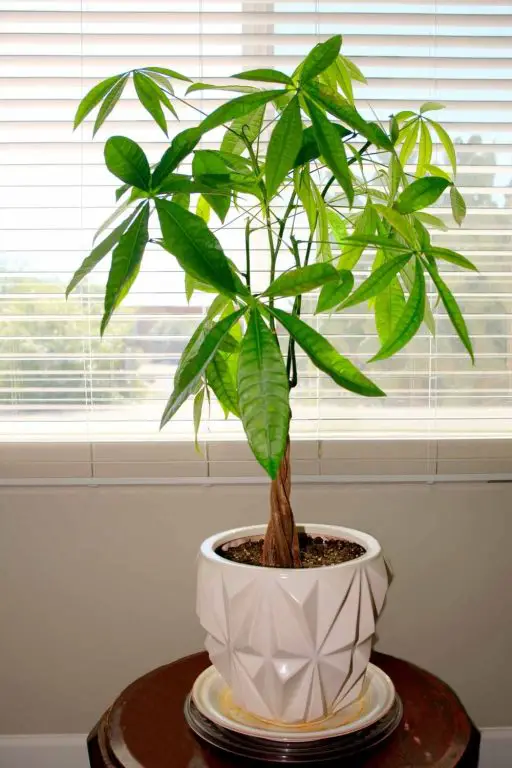 Money Tree Plant Care Guide The Contented Plant