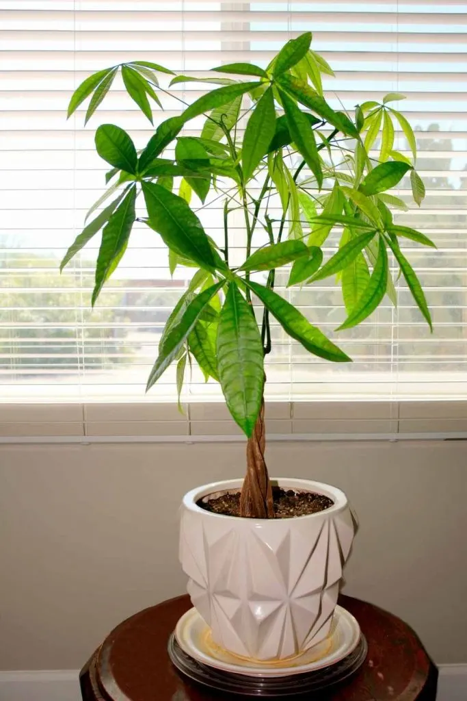 money tree plant care is simple. potted Money tree sitting on table by window.