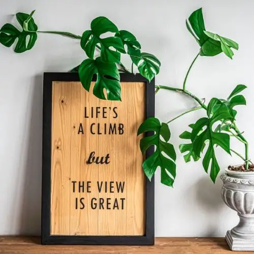 climbing monstera